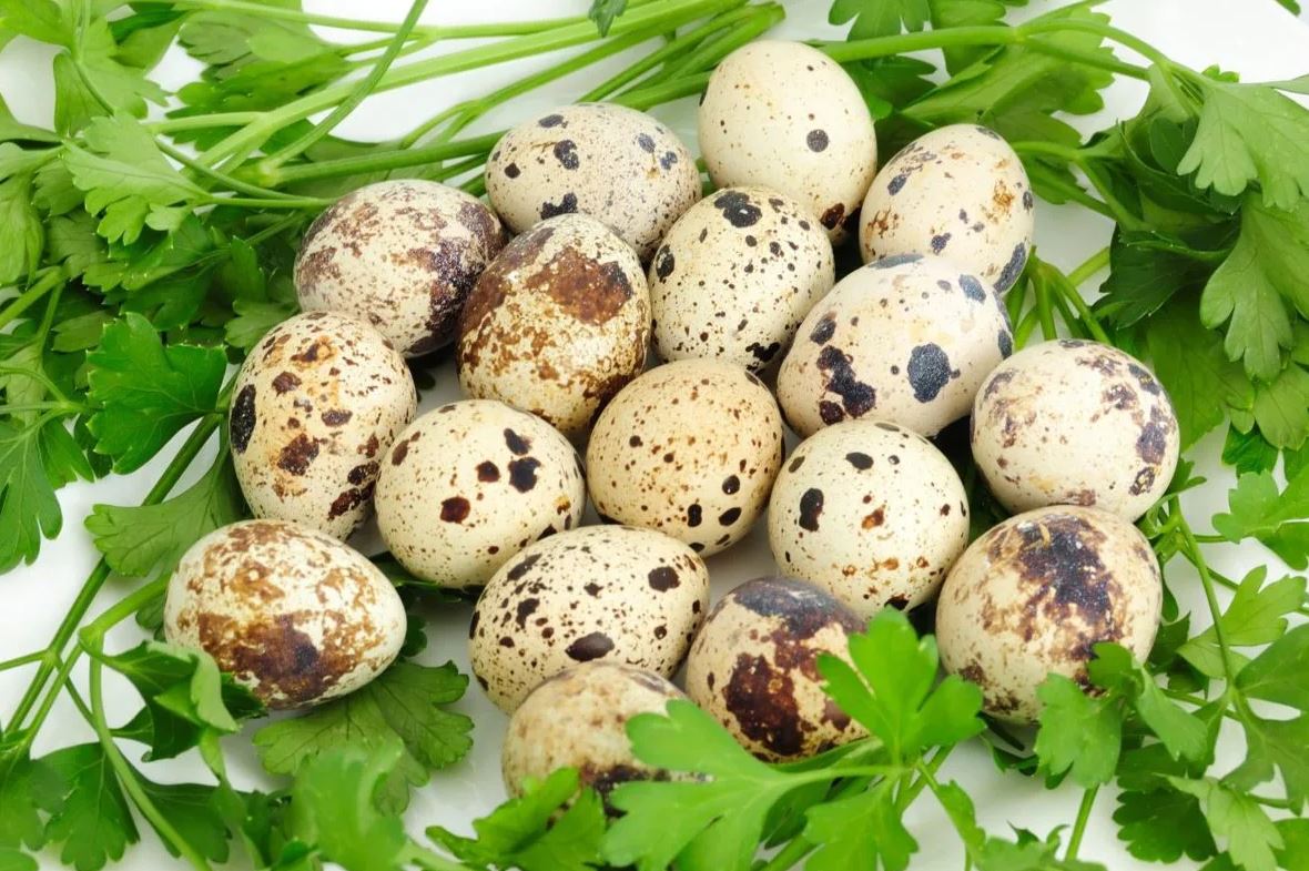 Los huevos de codorniz son una auténtica exquisitez – Deliz
